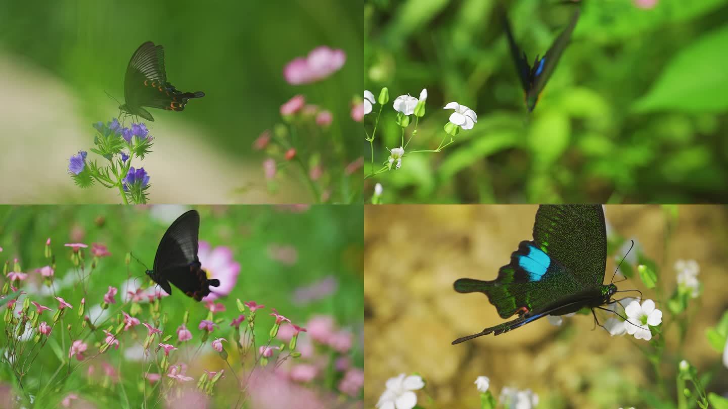 蝴蝶扇动翅膀万物生长美丽蝴蝶采蜜蝴蝶采花