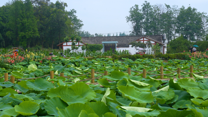 乡村振兴永丰村水稻荷花农田动车四川新农村