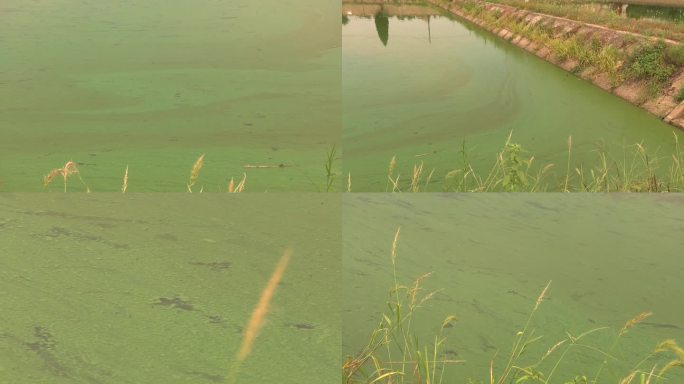 鱼塘 水面 增氧机 污染水体 水中蓝藻