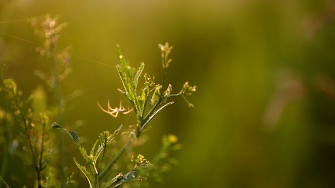 阳光植物昆虫蜘蛛温馨暖调自然空镜