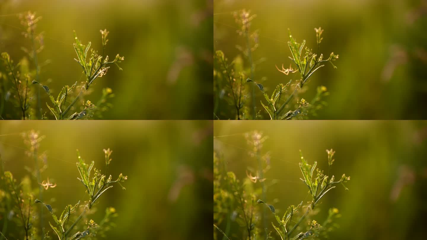 阳光植物昆虫蜘蛛温馨暖调自然空镜