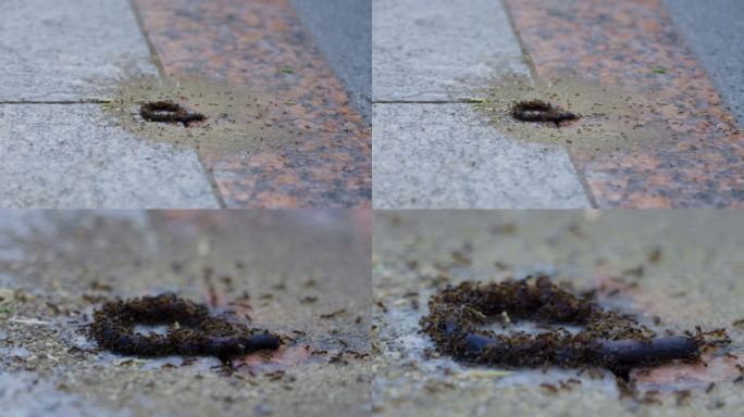 蚂蚁吃东西