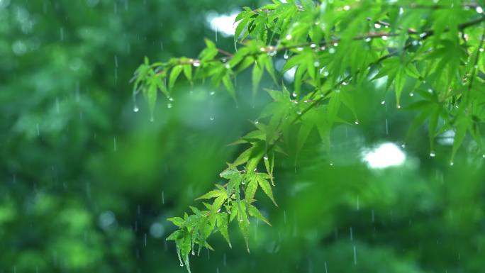 清新雨季下雨绿叶水滴树林森林E