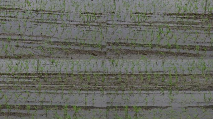 水稻田秧苗