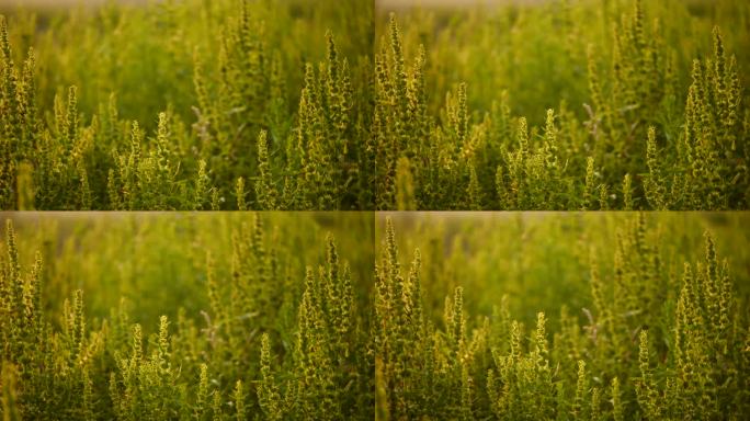 阳光绿植温暖温馨暖调唯美植物空镜