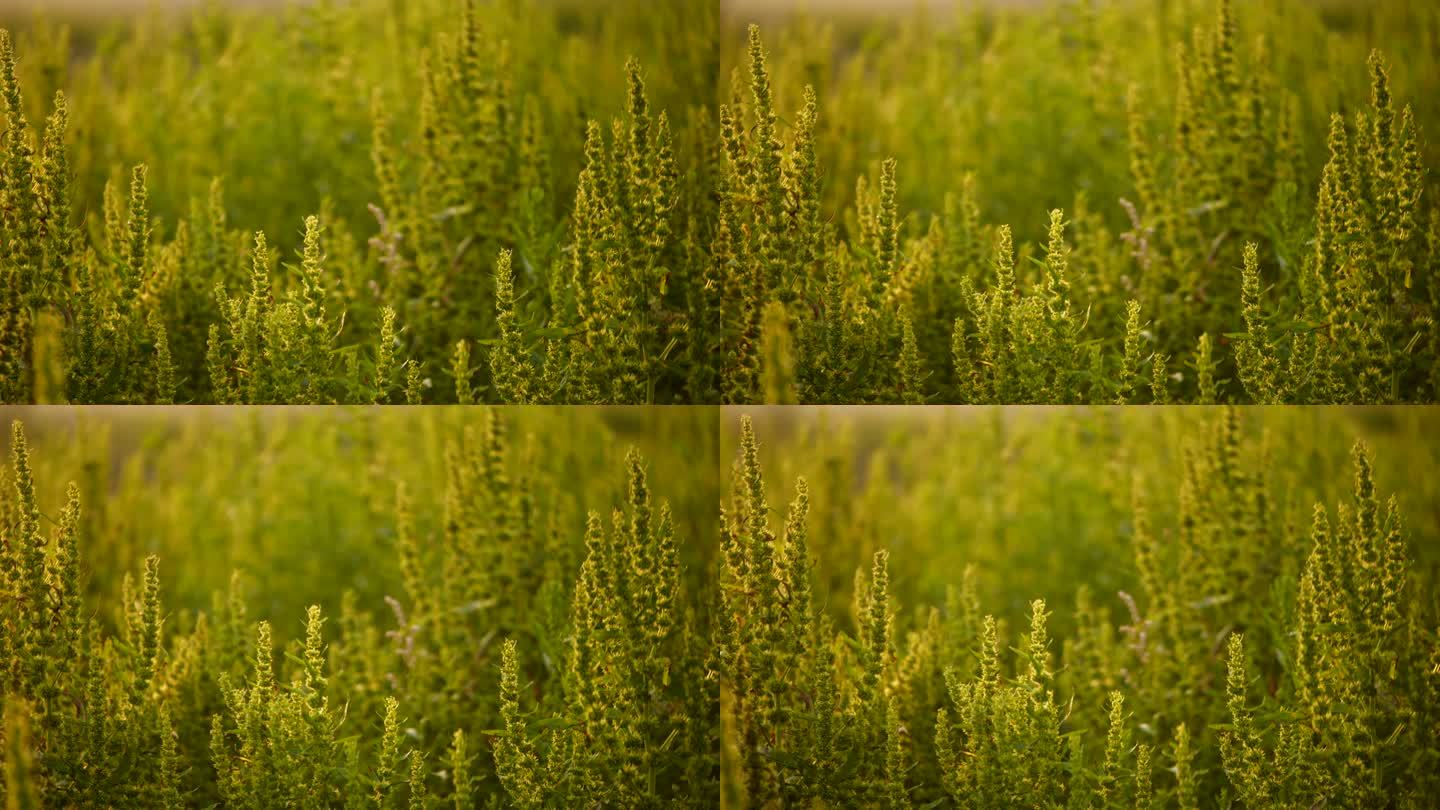 阳光绿植温暖温馨暖调唯美植物空镜