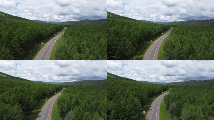 森林 树林 公路 航拍 绿色 自驾