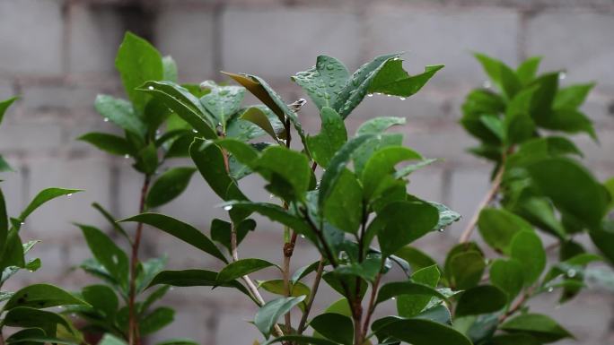 雨后树叶野花野草雨珠