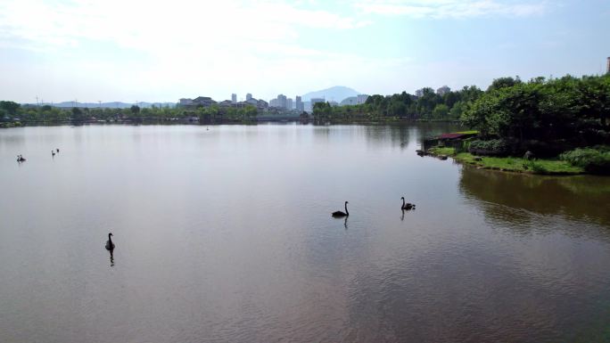 南平建阳 水之厅公园 天鹅