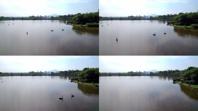 南平建阳 水之厅公园 天鹅