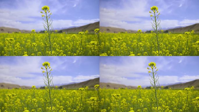 山区油菜花花田特写油菜