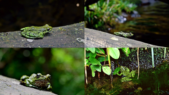 树蛙野生保护动物绿树蛙青蛙实拍视频素材