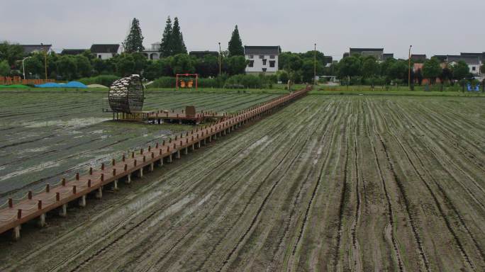 苏州望亭稻香小镇田园风光