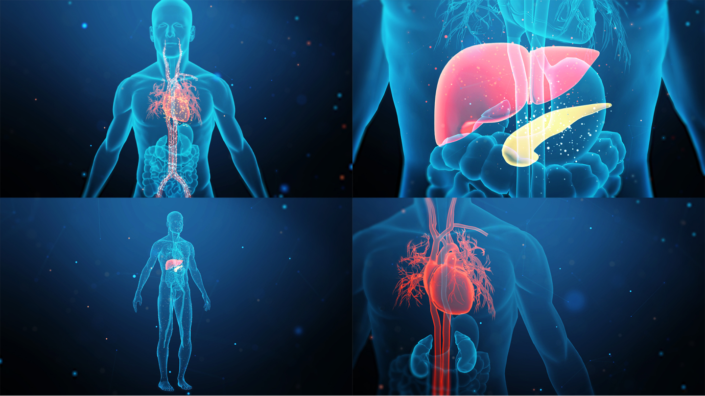 智慧医疗人体 三维 心脏特效