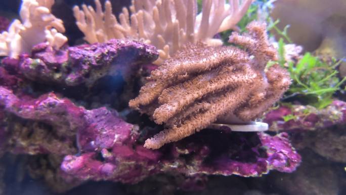 小鱼在珊瑚摇曳的海底游 寄居蟹觅食