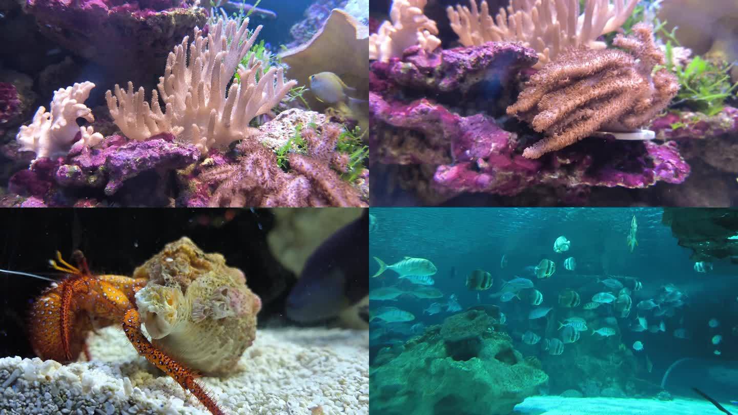 小鱼在珊瑚摇曳的海底游 寄居蟹觅食