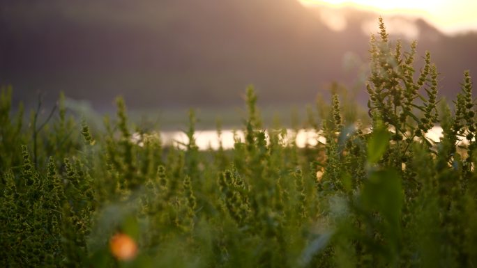 植物温馨夕阳斜照