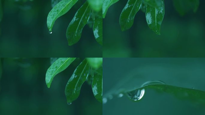 清新雨季下雨绿叶水滴树林森林F