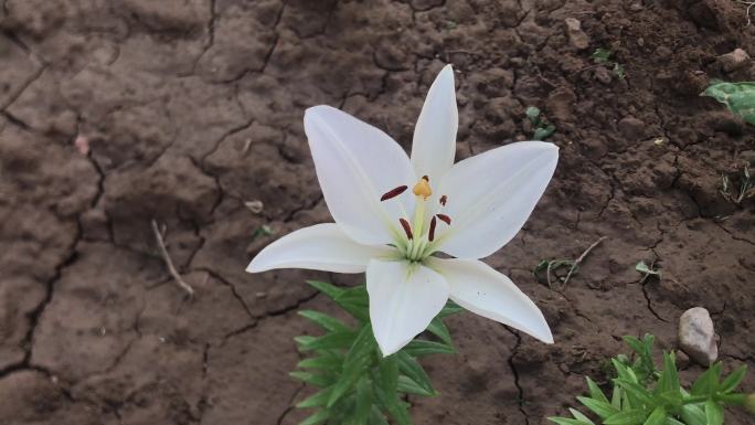 洁白的花朵