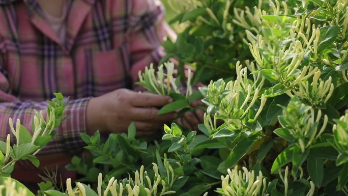 金银花迎来采收季  繁花似锦  人勤花美