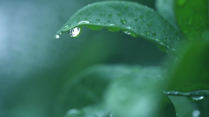 清新雨季下雨绿叶水滴树林森林I