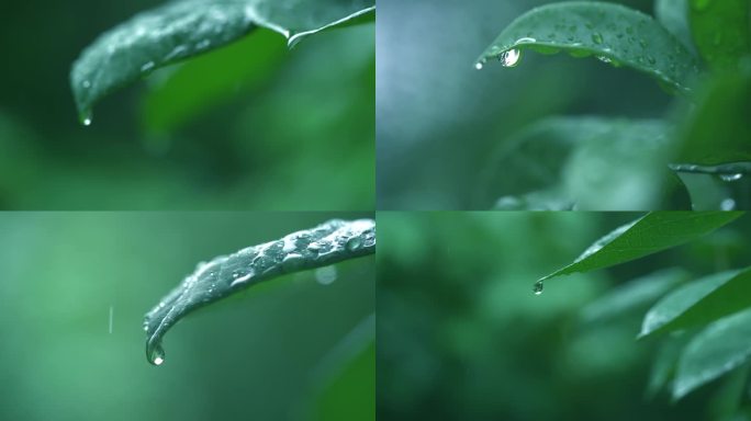 清新雨季下雨绿叶水滴树林森林I
