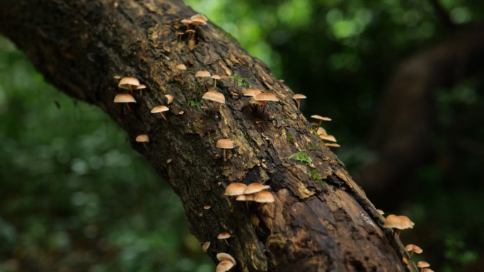 森林树木中野生菌类生长环境