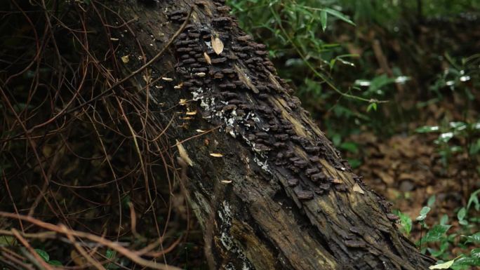 森林树木中野生菌类生长环境