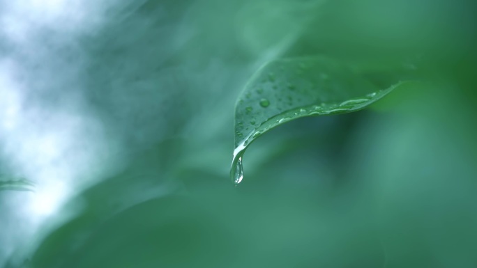 清新雨季下雨绿叶水滴树林森林H