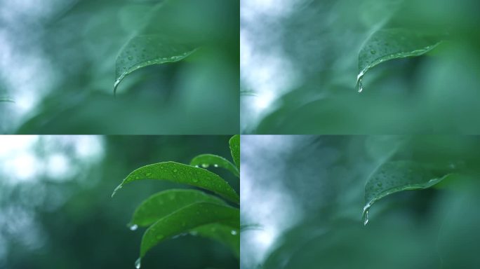 清新雨季下雨绿叶水滴树林森林H