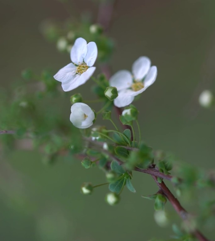 春天 发芽 萌芽 竖屏