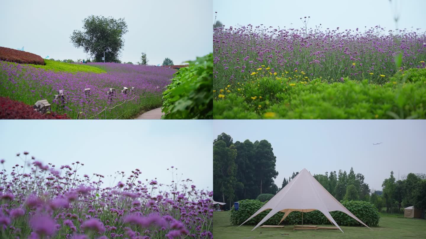 成都天府芙蓉园4k