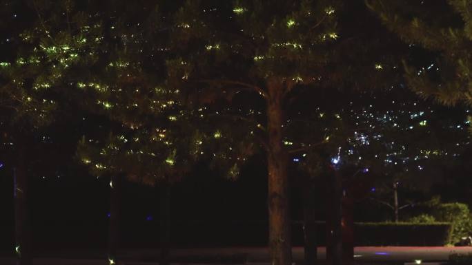 公园树上挂着的彩灯