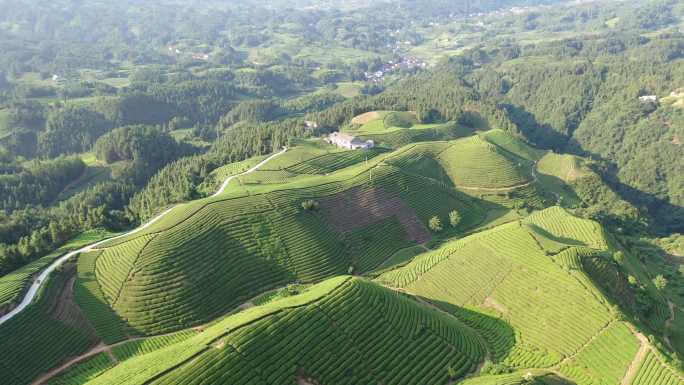 航拍视角恩施鹤峰茶山