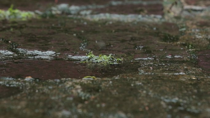 烟雨江南的下雨天