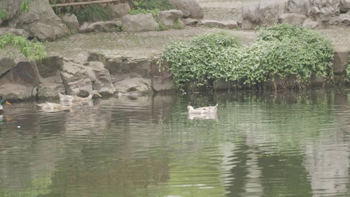 一群鸭子在水里游泳