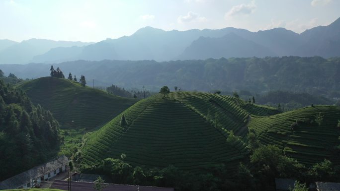 航拍视角恩施鹤峰茶山