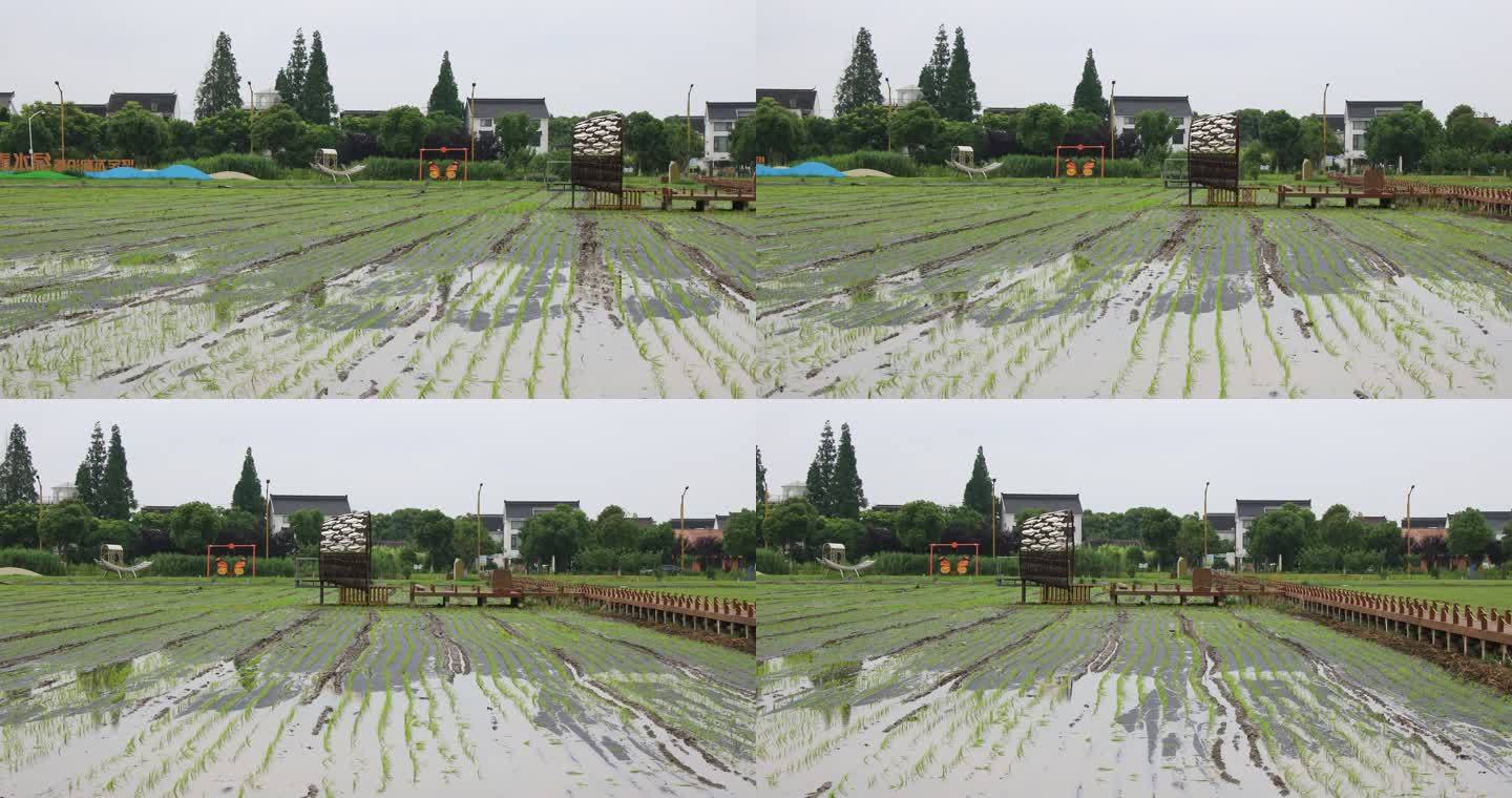 苏州望亭稻香小镇风光