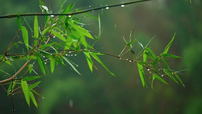 绿竹雨竹绿色植物雨天下雨小雨飘雨雨丝细雨