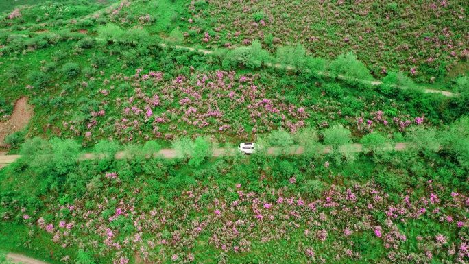 青海海东市乐都区仓家峡山路行车杜鹃花航拍