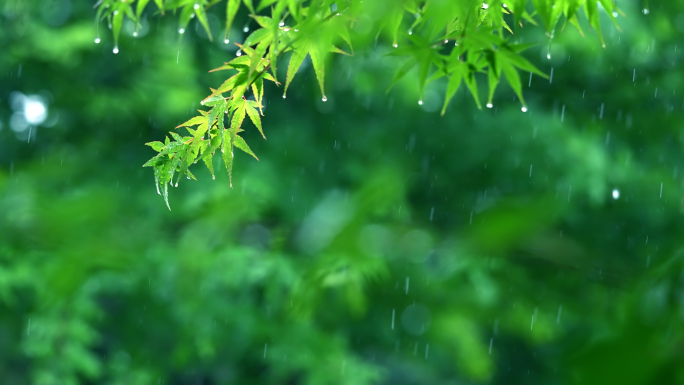 清新雨季下雨绿叶水滴树林森林02