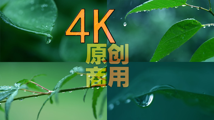 清新雨季下雨绿叶水滴树林森林02