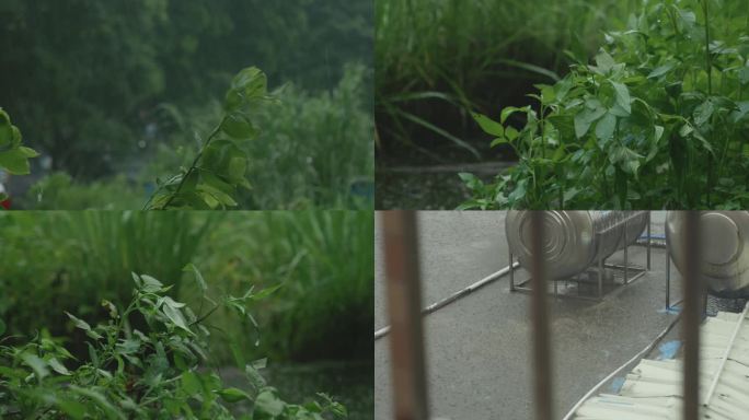 大雨滂沱大雨