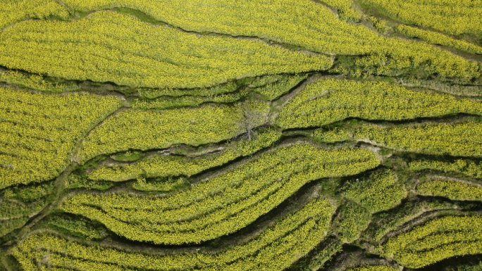 油菜花海梯田航拍2