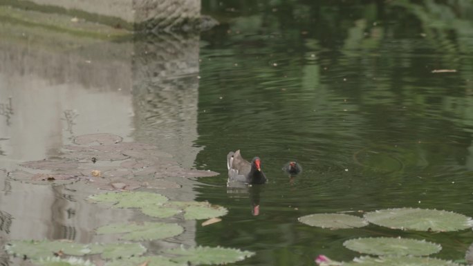 鸭妈妈带着小鸭在池塘里游泳