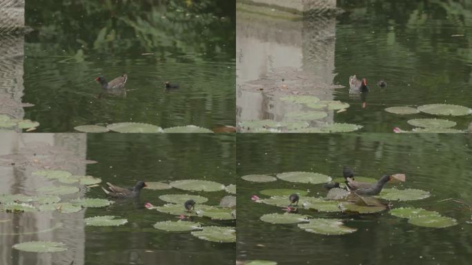 鸭妈妈带着小鸭在池塘里游泳
