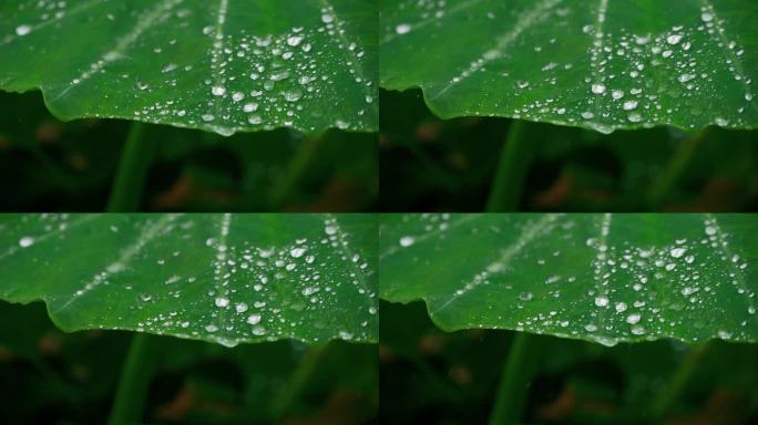 绿叶上的水珠下雨小雨雨滴晶莹唯美空镜