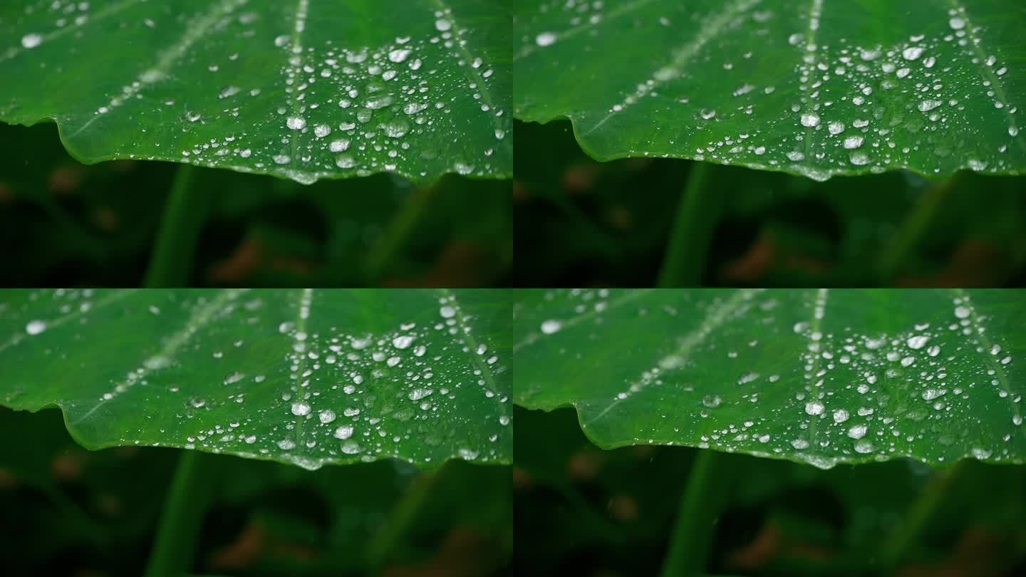 绿叶上的水珠下雨小雨雨滴晶莹唯美空镜