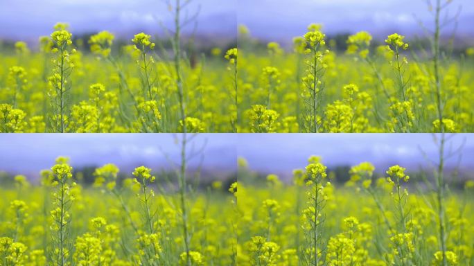 山区油菜花花田特写油菜