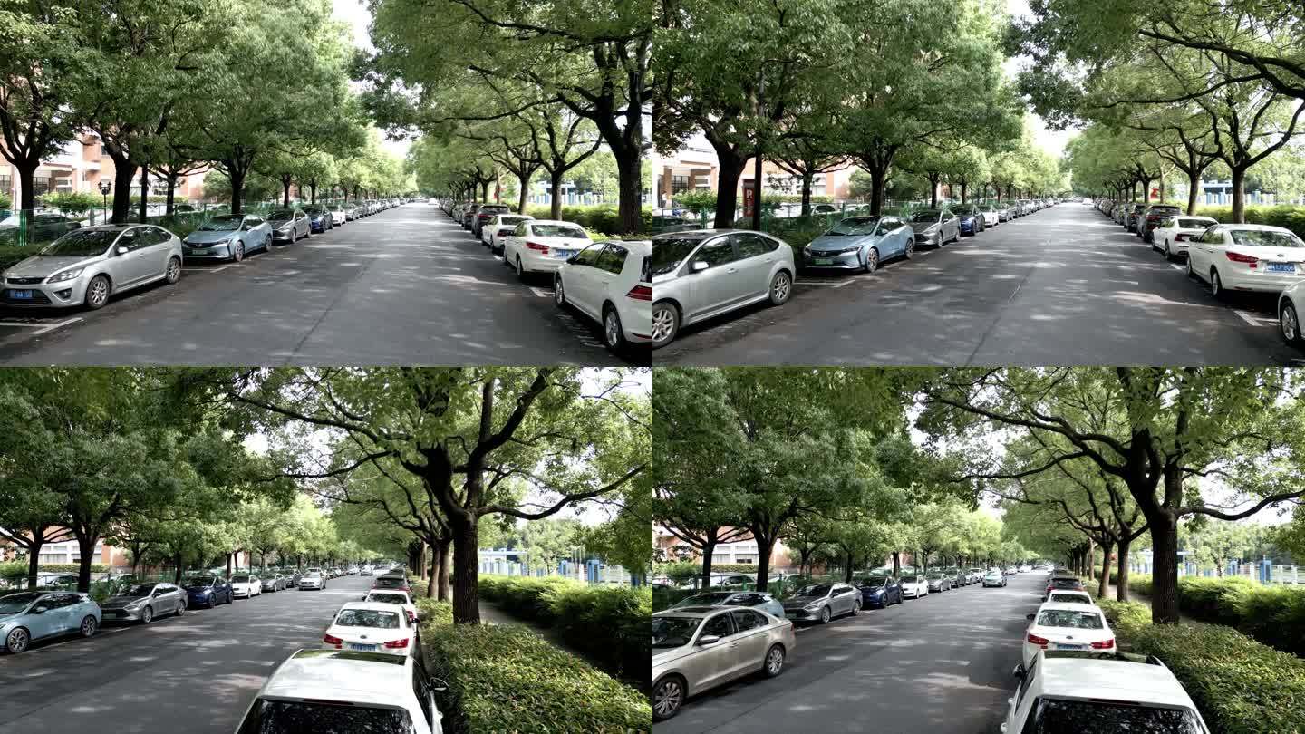 城市绿化 街道 马路